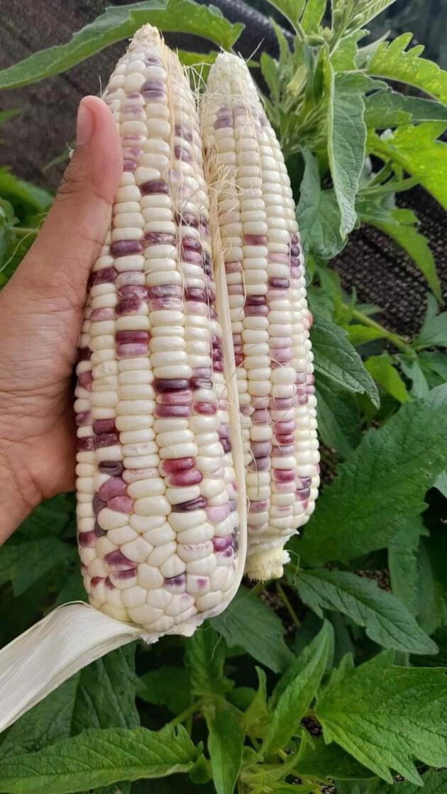 Bắp Nếp Smile Farm - Ảnh 4