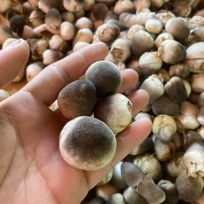 Nấm Rơm Tươi Vườn Rừng