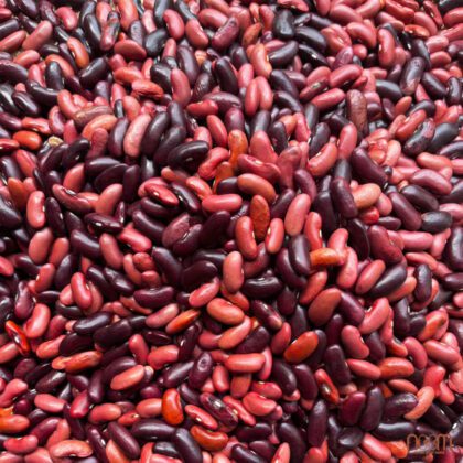 đậu tây đỏ sớm healthy